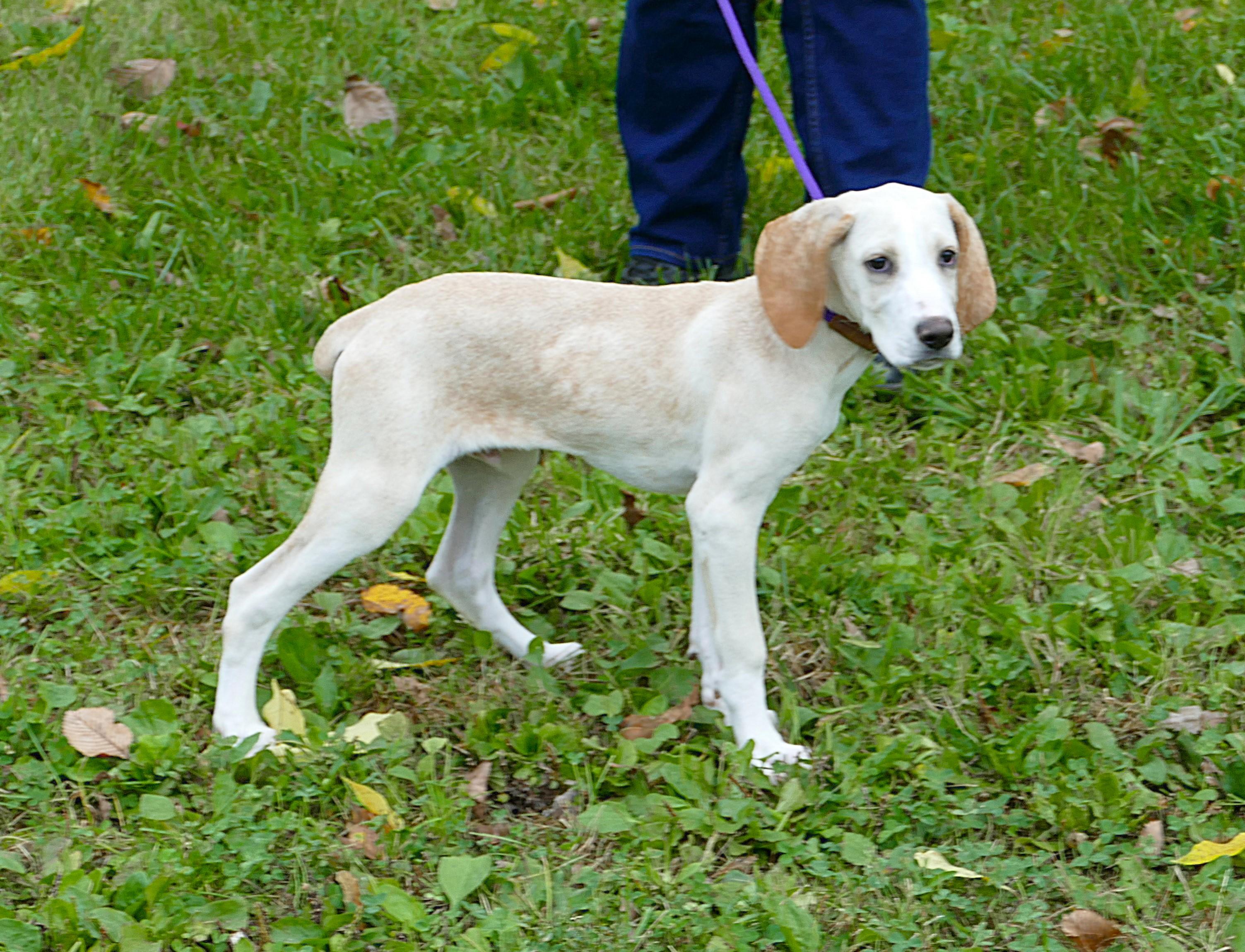 Enlarge CLYDE, a Adoptable mixed breed in Beechbottom, WV image 5/5