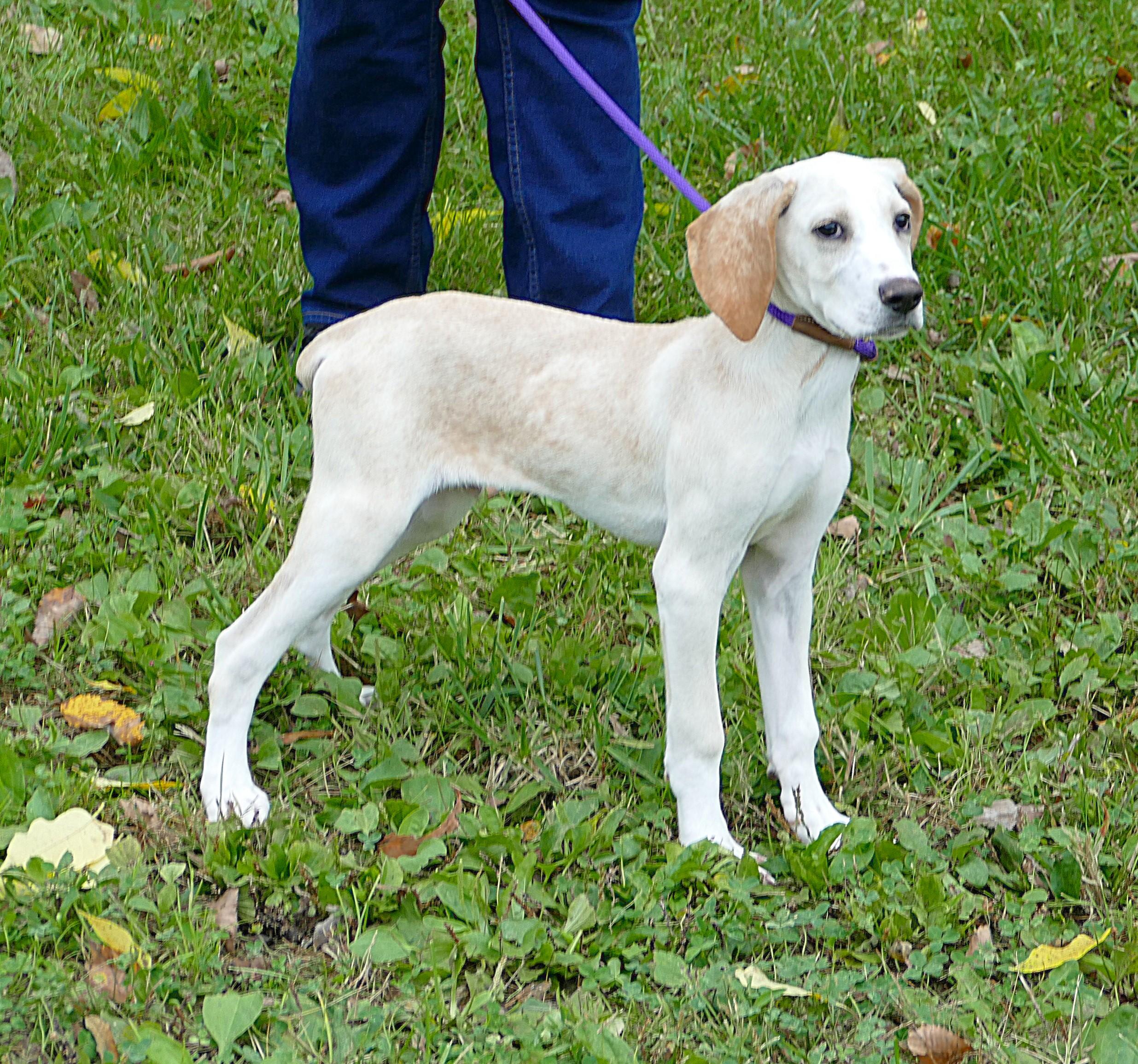 Enlarge CLYDE, a Adoptable mixed breed in Beechbottom, WV image 3/5