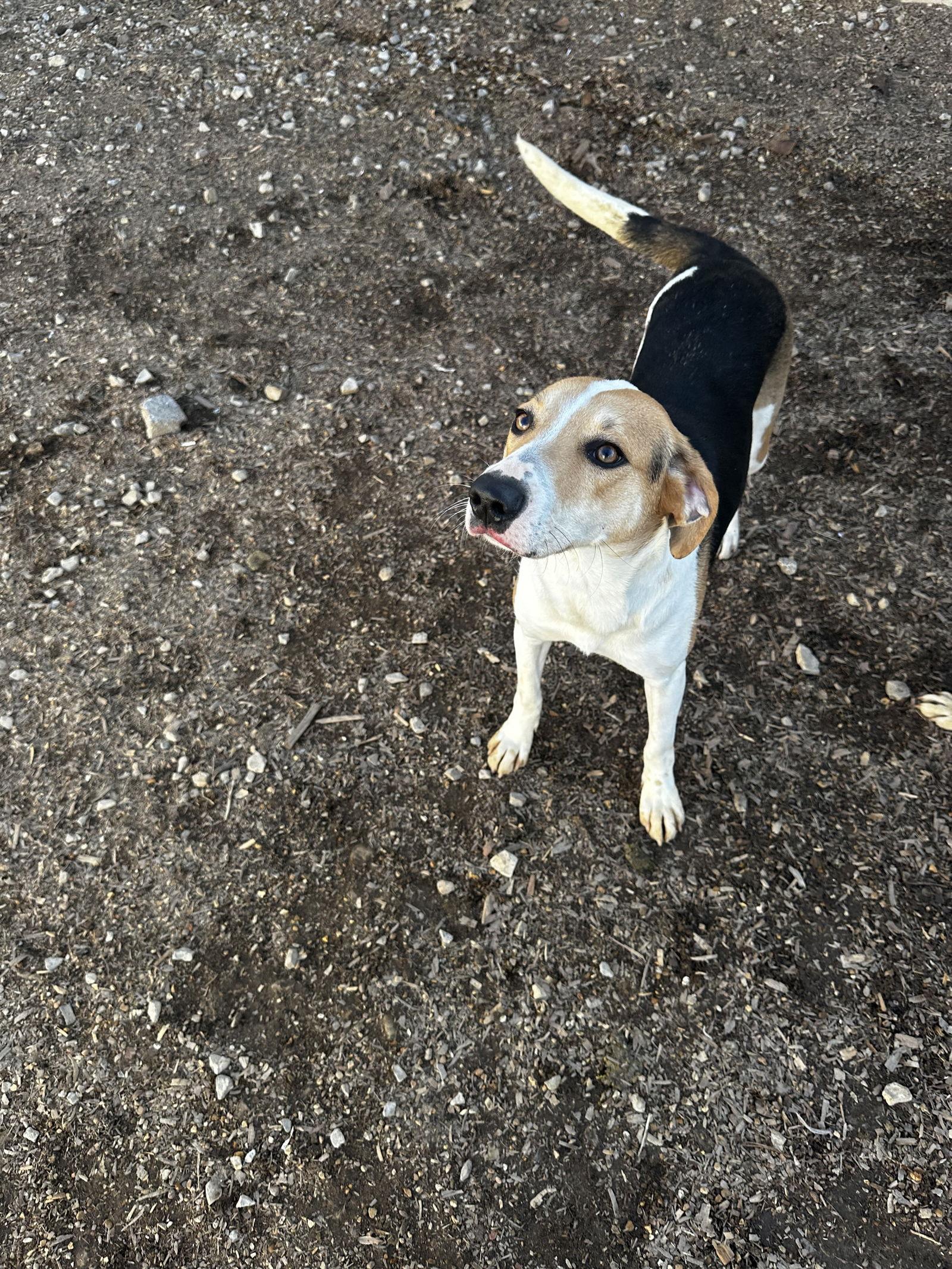 Foxy, Adoptable, Young Female Foxhound.