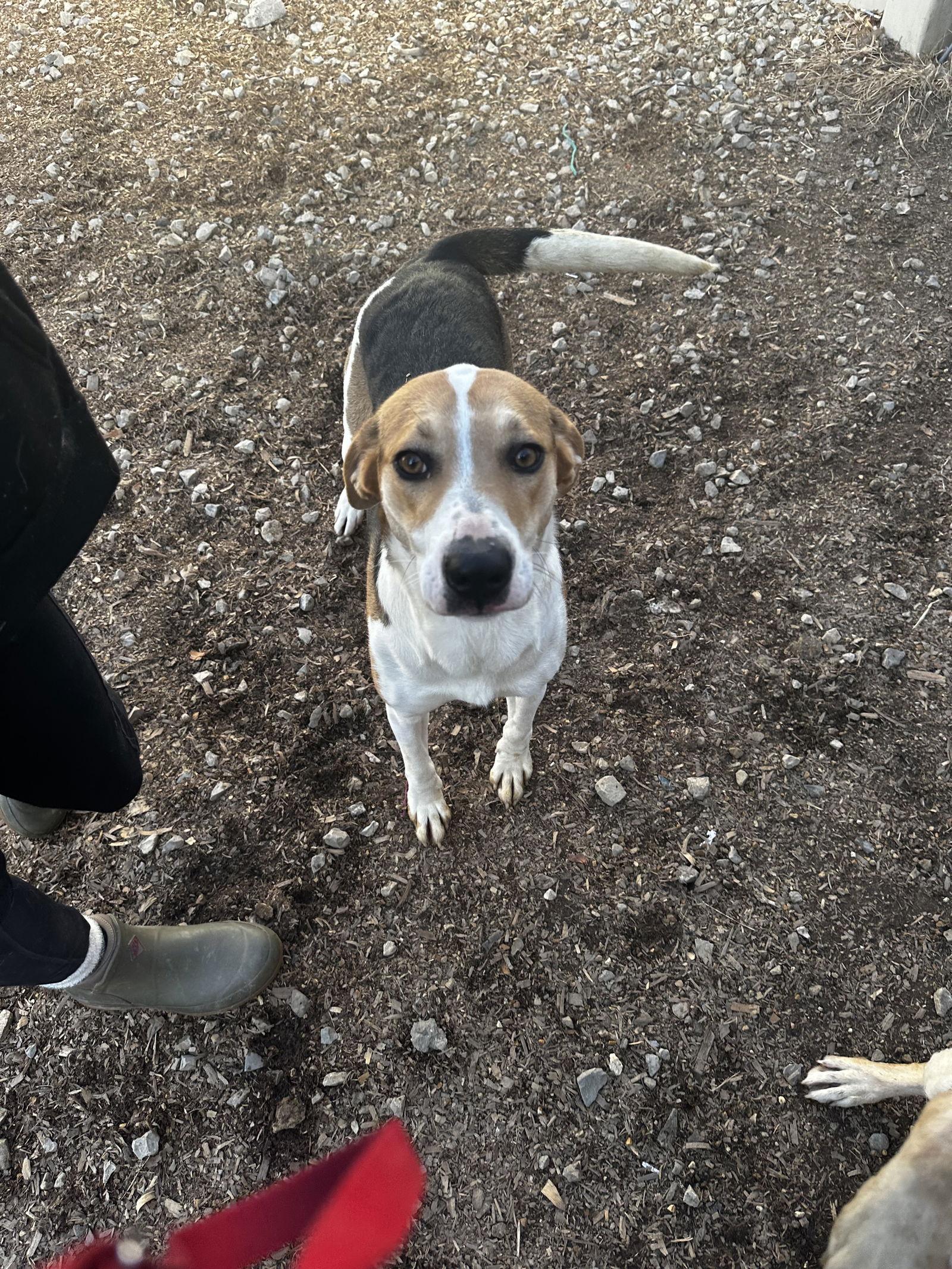Enlarge Foxy, a Adoptable Foxhound in Corning, AR image 2/3