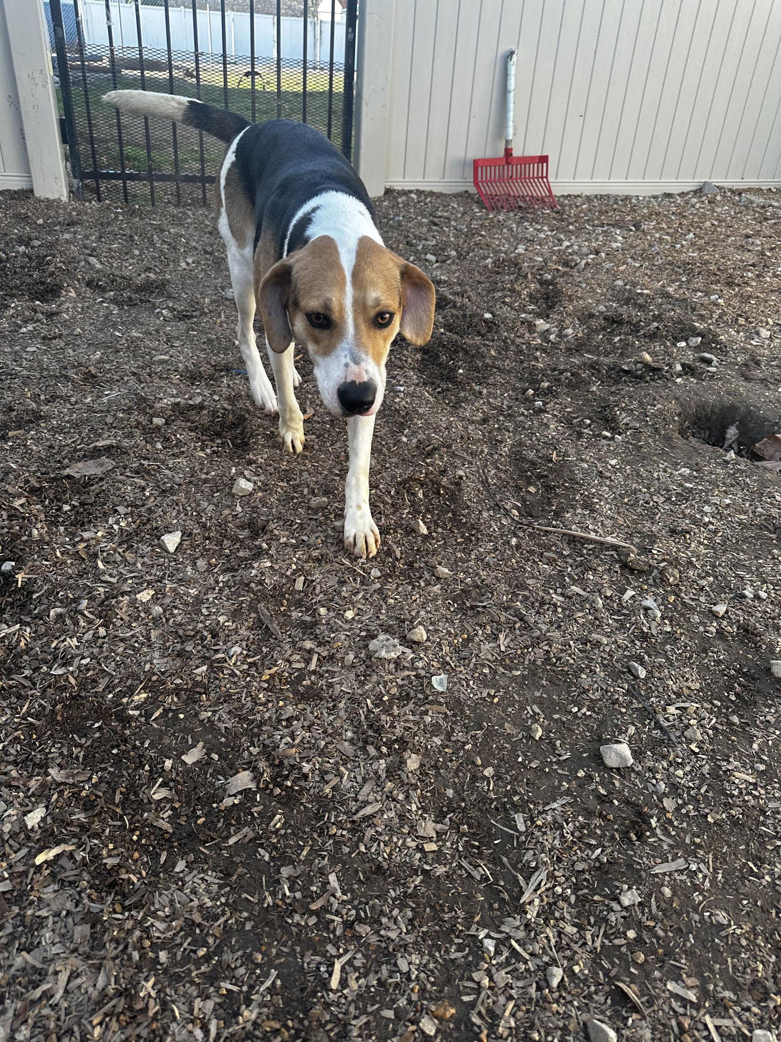 Enlarge Foxy, a Adoptable Foxhound in Corning, AR image 3/3