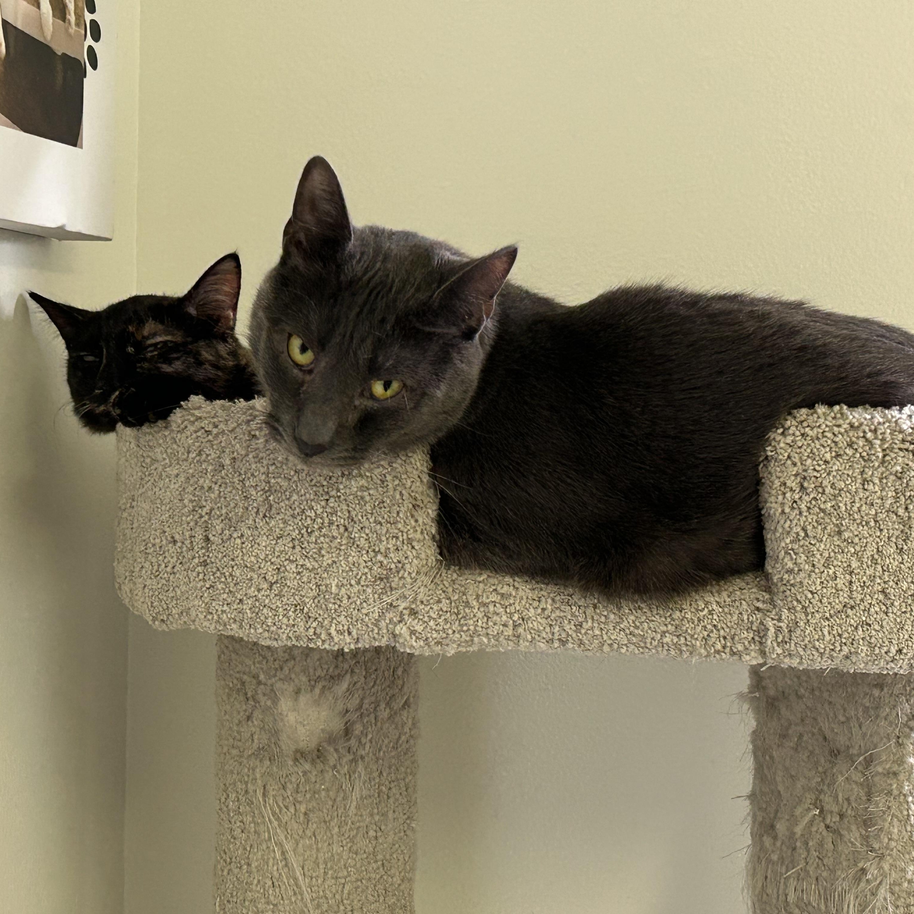 Enlarge Lavender and Sissy, a Adoptable Domestic Short Hair in Brockport, NY image 2/5