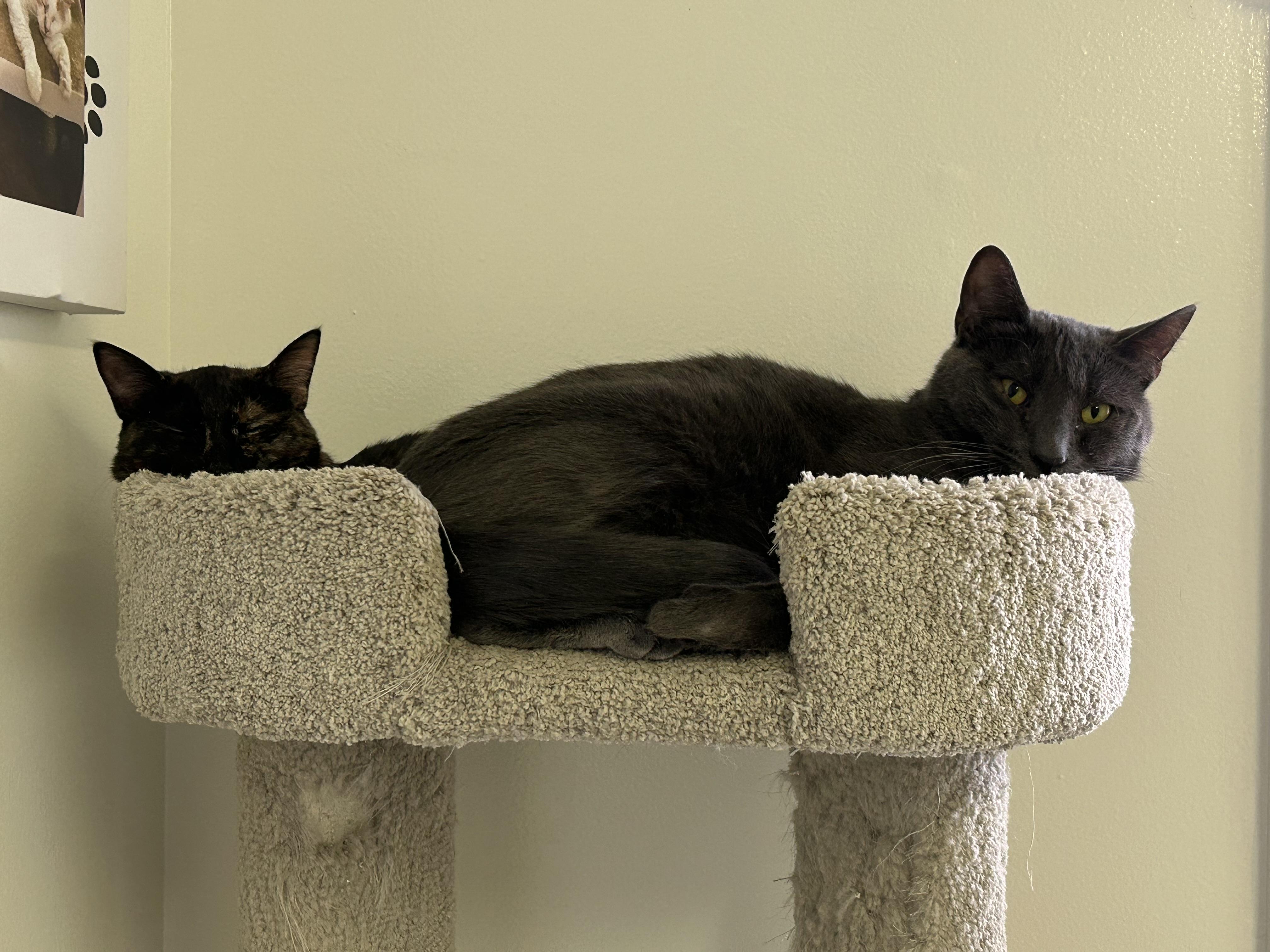 Enlarge Lavender and Sissy, a Adoptable Domestic Short Hair in Brockport, NY image 3/5