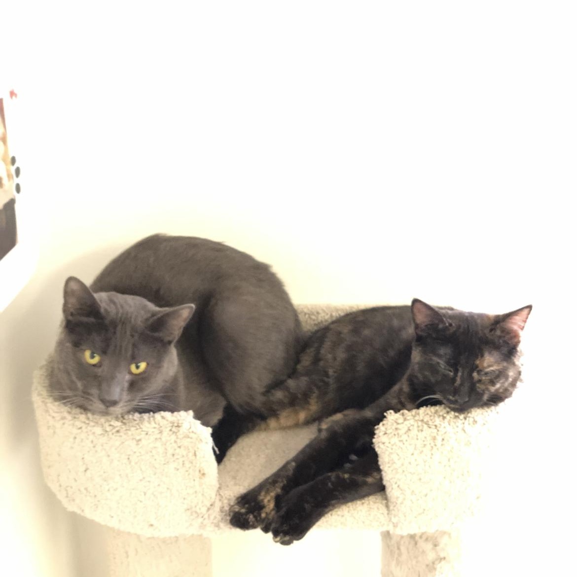 Enlarge Lavender and Sissy, a Adoptable Domestic Short Hair in Brockport, NY image 1/5