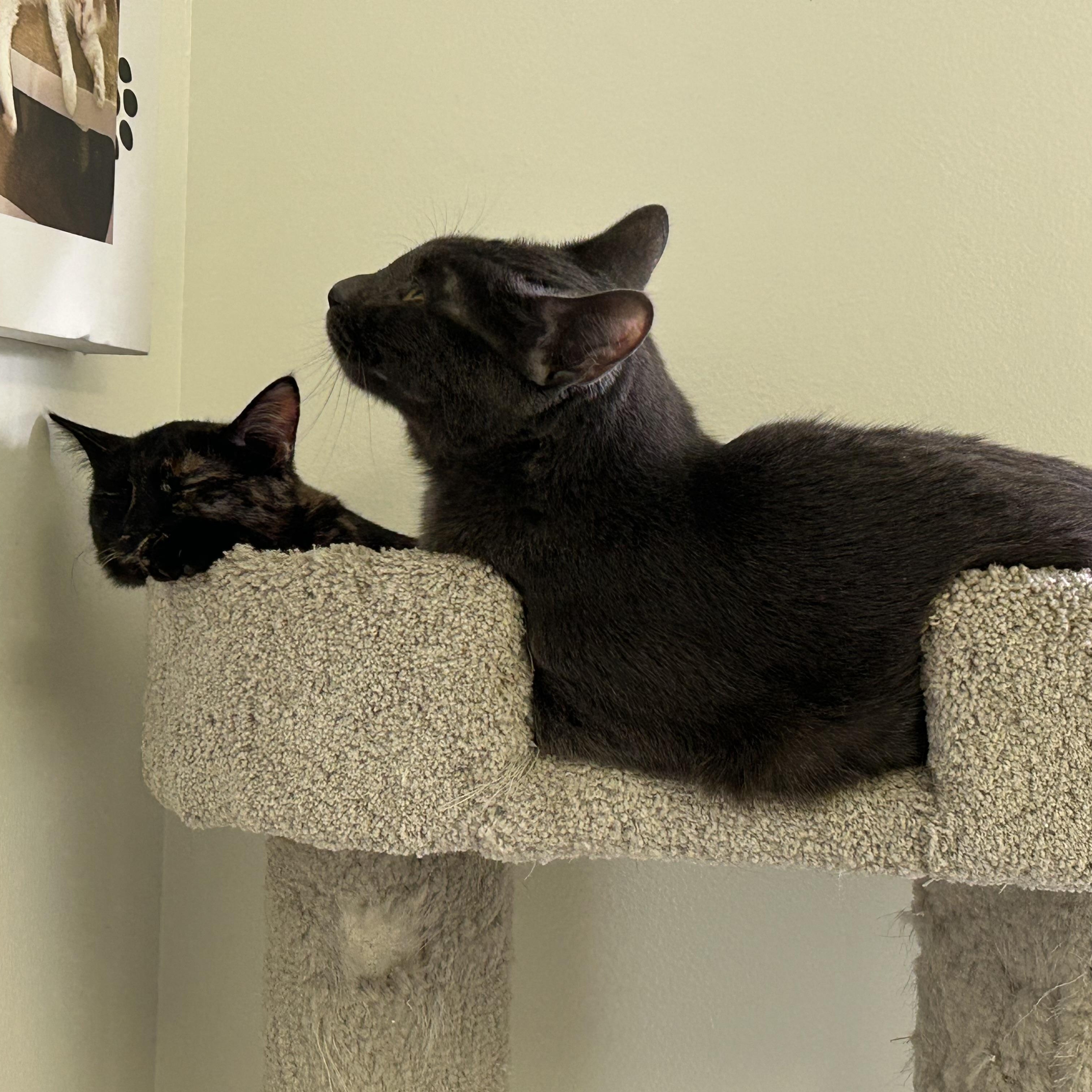 Enlarge Lavender and Sissy, a Adoptable Domestic Short Hair in Brockport, NY image 4/5