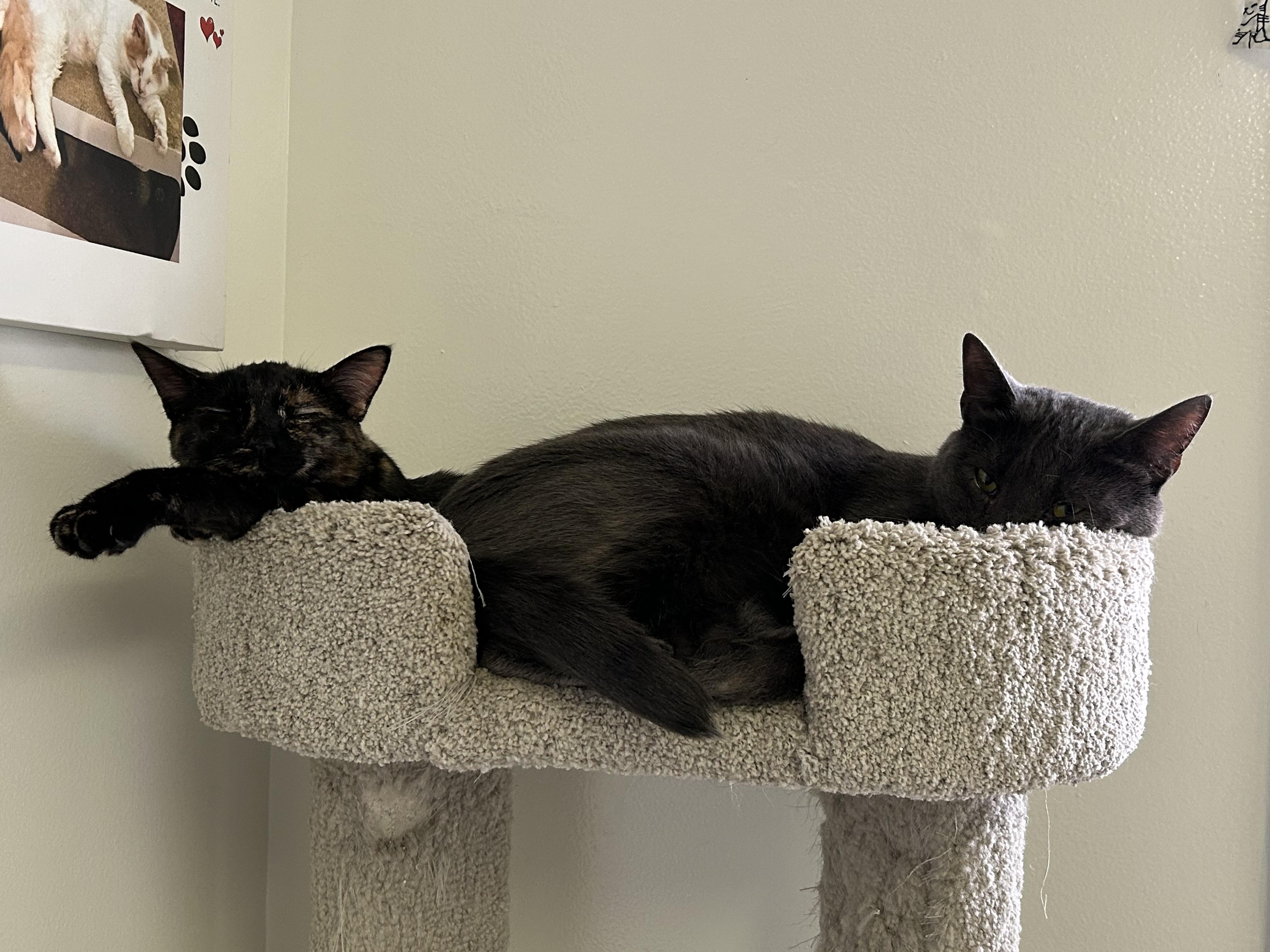 Enlarge Lavender and Sissy, a Adoptable Domestic Short Hair in Brockport, NY image 5/5