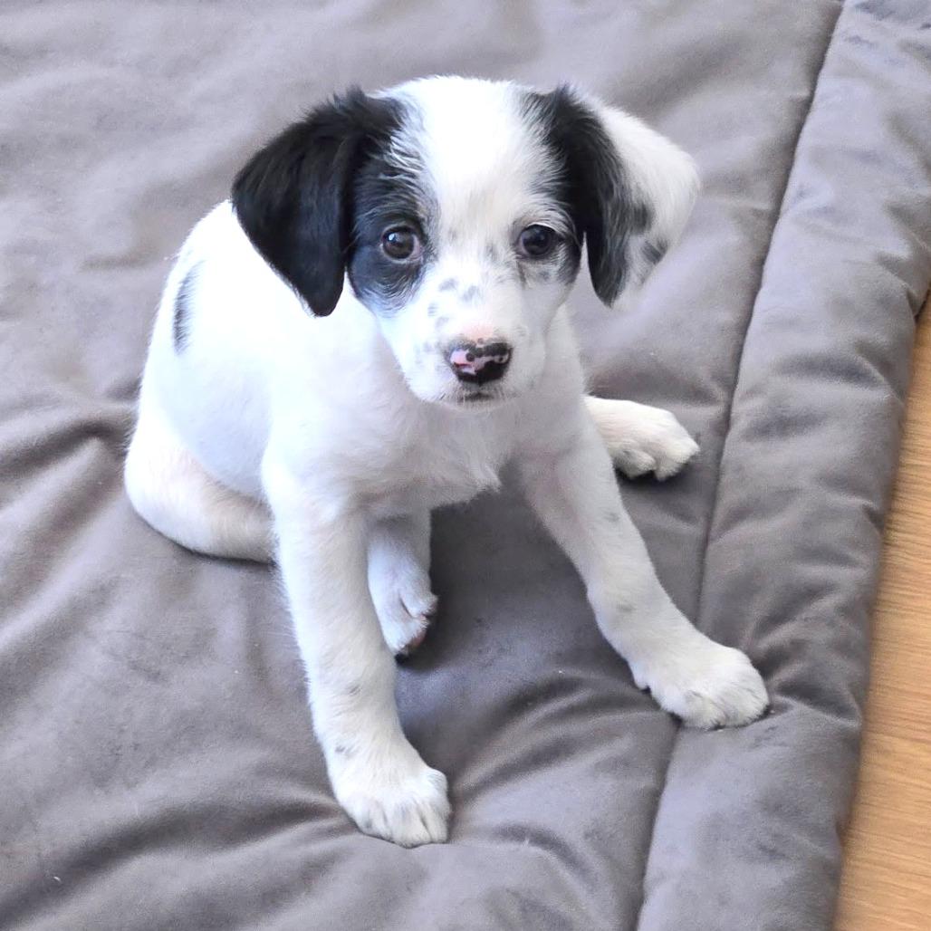 Maxie, Adoptable, Puppy Female Mixed Breed.
