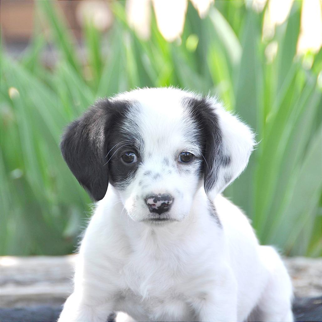 Maxie, a Adoptable Mixed Breed in Prescott, AZ image 2/4