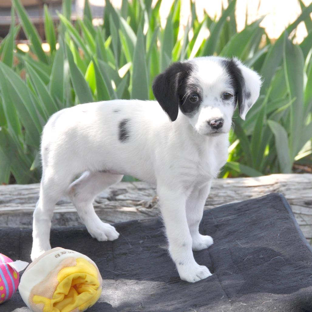 Maxie, a Adoptable Mixed Breed in Prescott, AZ image 3/4