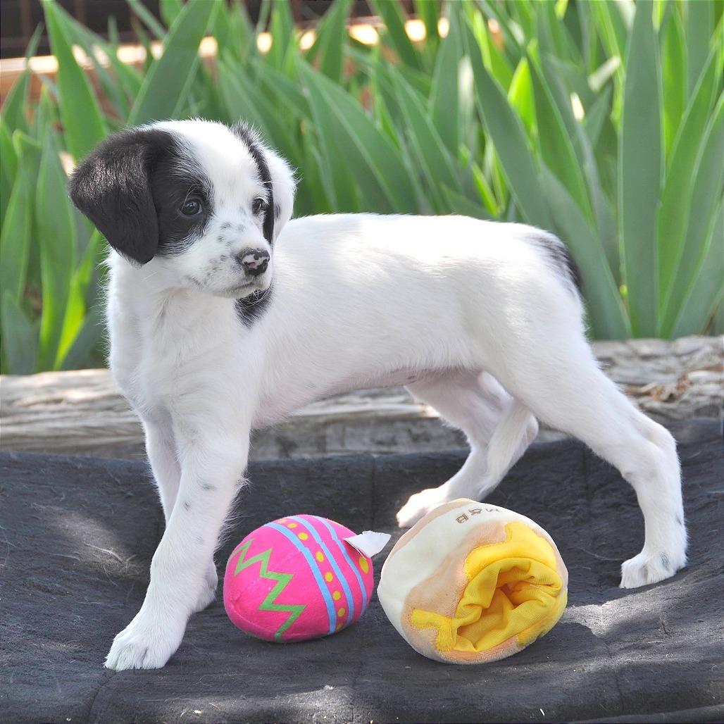 Maxie, a Adoptable Mixed Breed in Prescott, AZ image 4/4