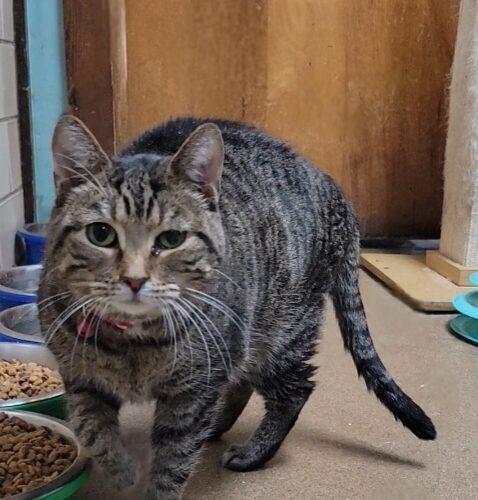 Enlarge Georgia, a Adoptable Domestic Short Hair in Tipp City, OH image 3/5