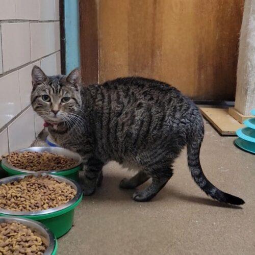 Enlarge Georgia, a Adoptable Domestic Short Hair in Tipp City, OH image 4/5