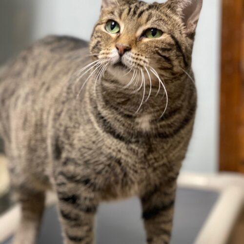Georgia, Adoptable, Adult Female Domestic Short Hair.