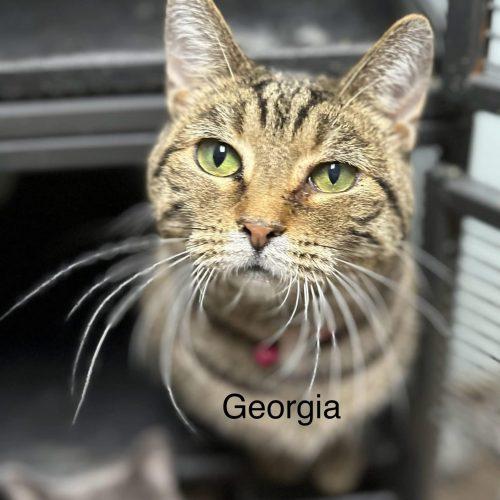 Enlarge Georgia, a Adoptable Domestic Short Hair in Tipp City, OH image 1/6