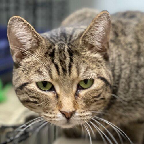 Enlarge Georgia, a Adoptable Domestic Short Hair in Tipp City, OH image 5/5