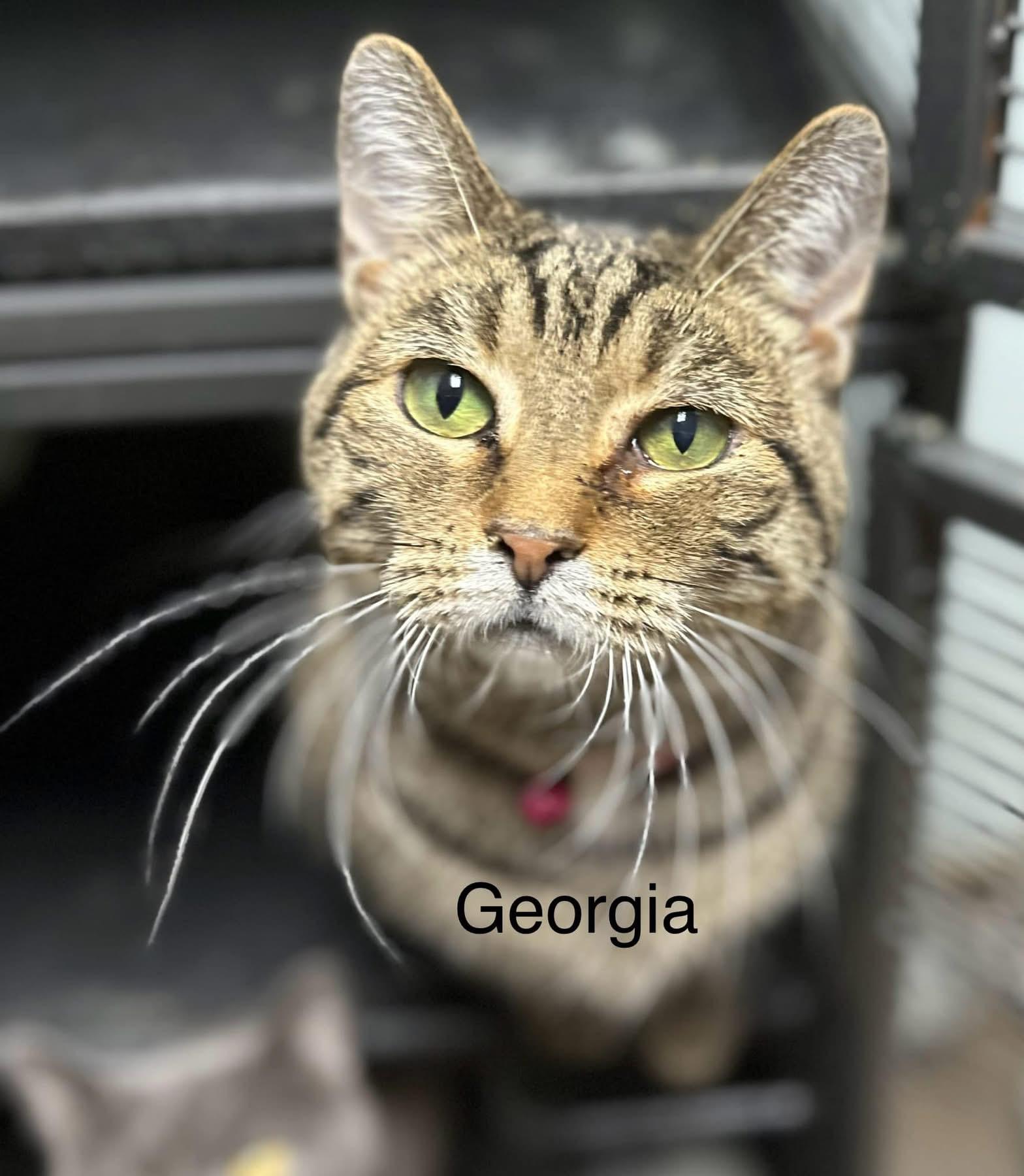 Georgia, a Adoptable Domestic Short Hair in Tipp City, OH image 1/6