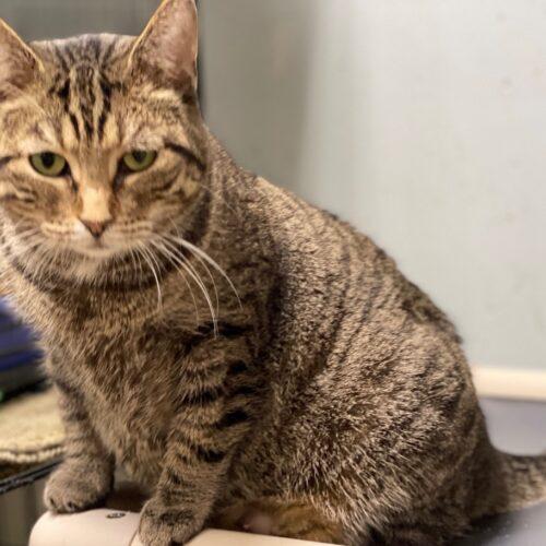 Enlarge Georgia, a Adoptable Domestic Short Hair in Tipp City, OH image 2/5
