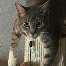 Linus — thumbnail 6