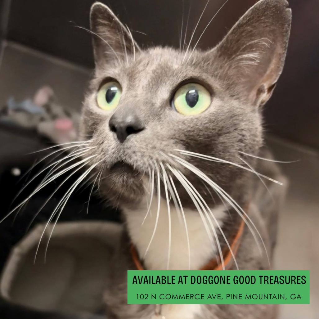 Gypsy, Adoptable, Adult Female Domestic Short Hair.