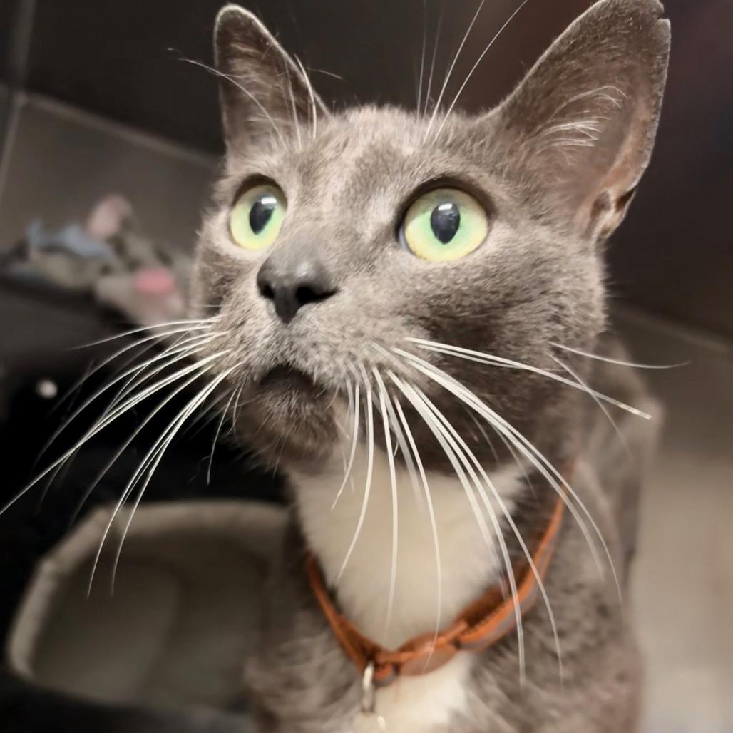 Gypsy, Adoptable, Adult Female Domestic Short Hair.