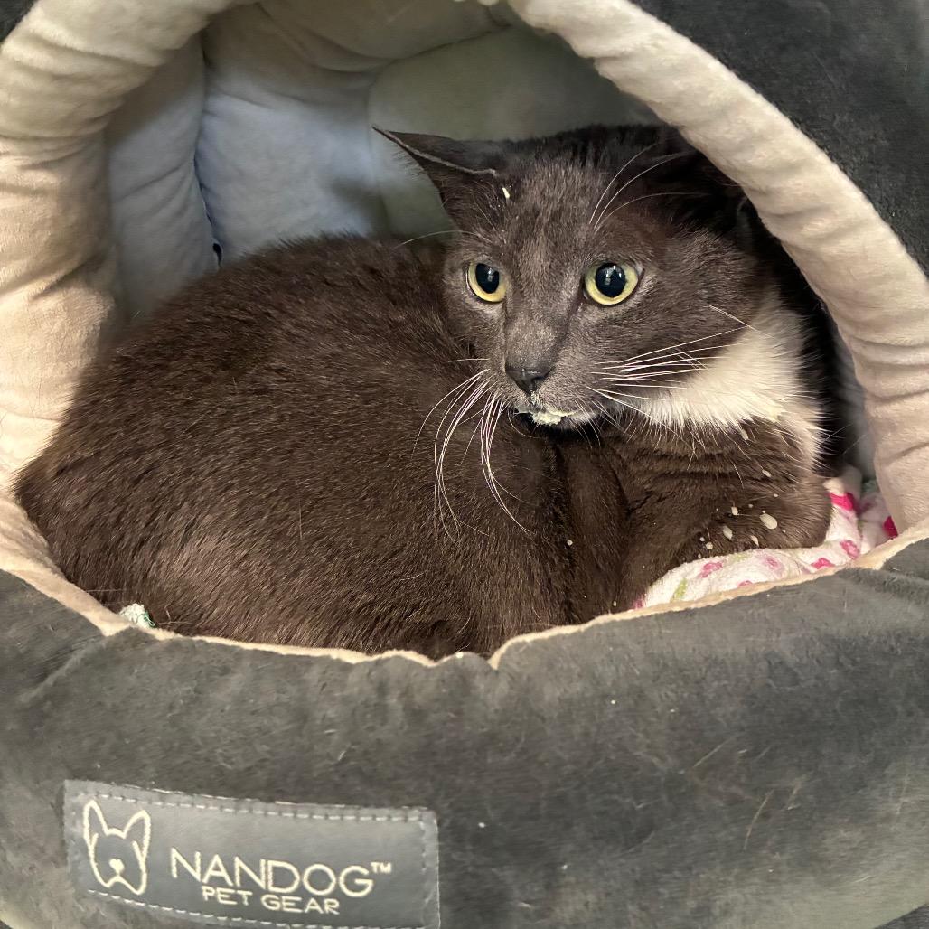 Enlarge Gypsy, a Adoptable Domestic Short Hair in Hamilton, GA image 2/5