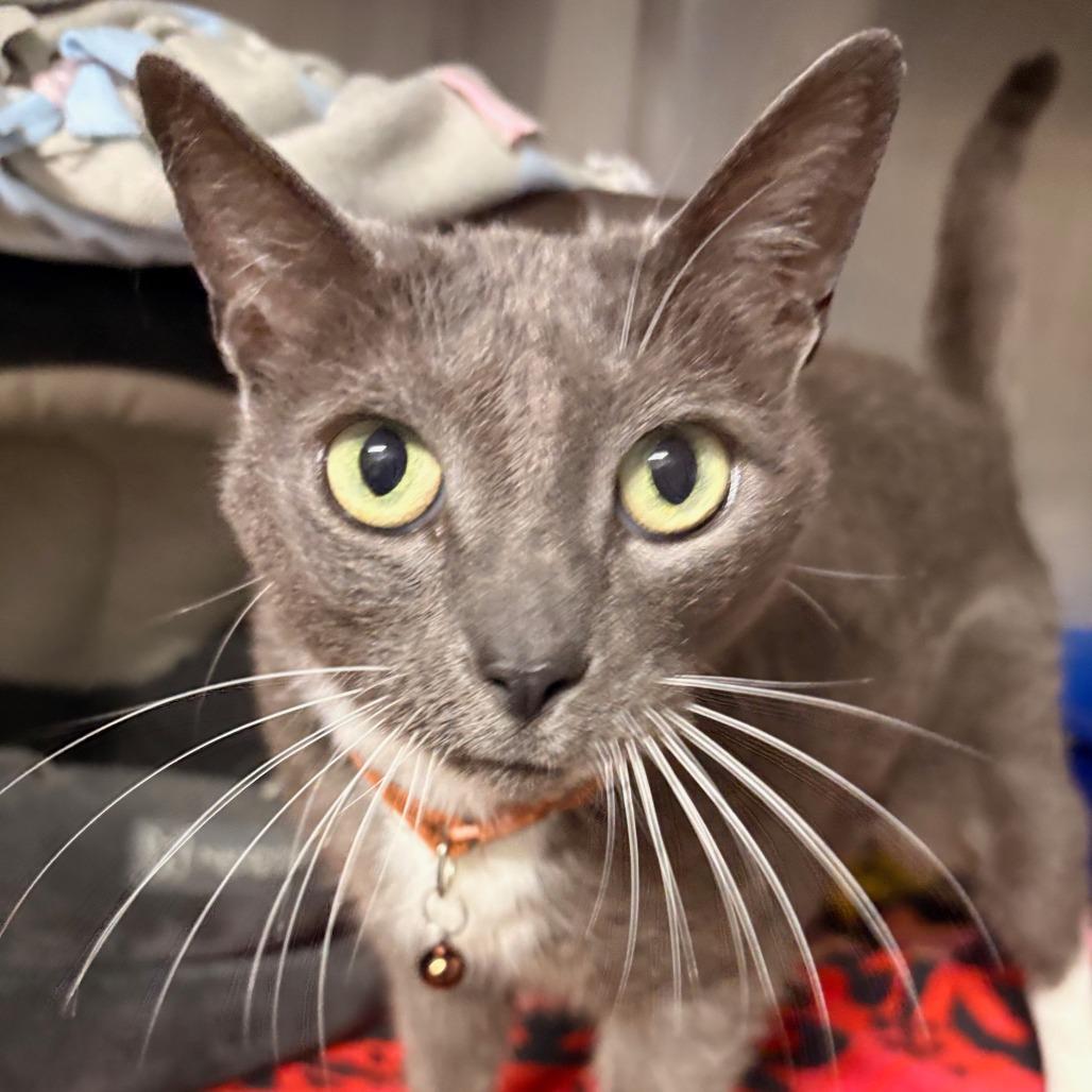 Enlarge Gypsy, a Adoptable Domestic Short Hair in Hamilton, GA image 3/5