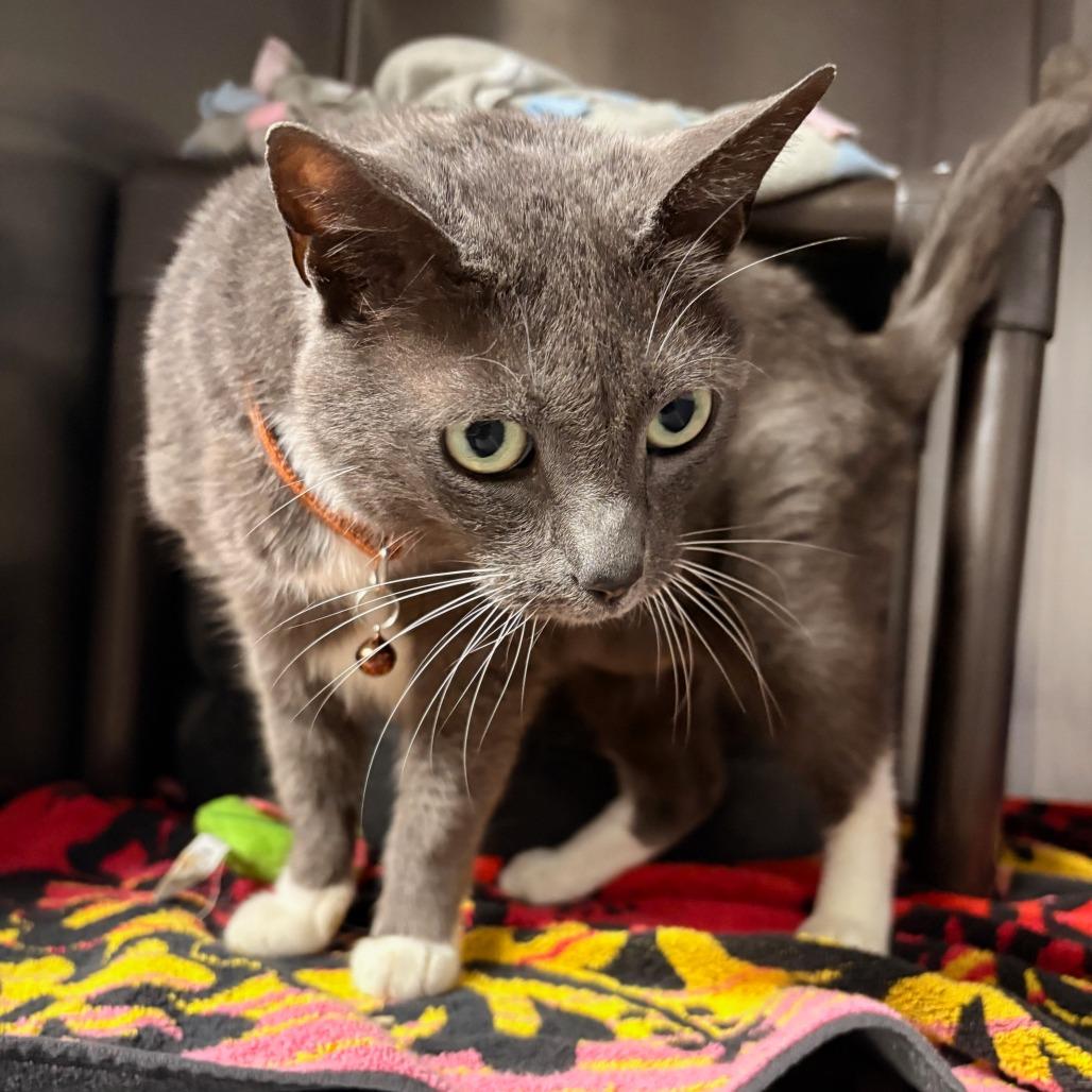 Enlarge Gypsy, a Adoptable Domestic Short Hair in Hamilton, GA image 4/5