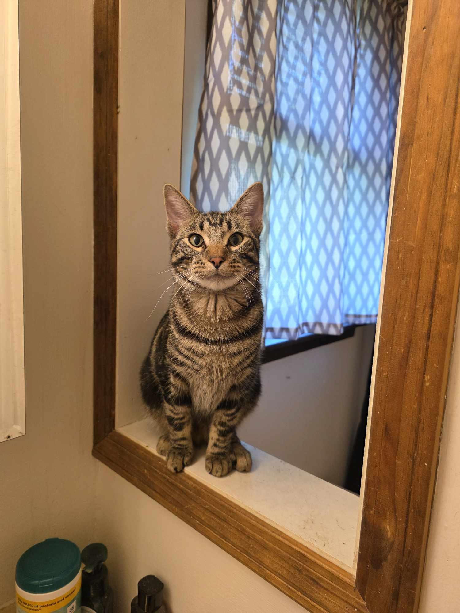 Denali, Adopted, Adult Male Domestic Short Hair.