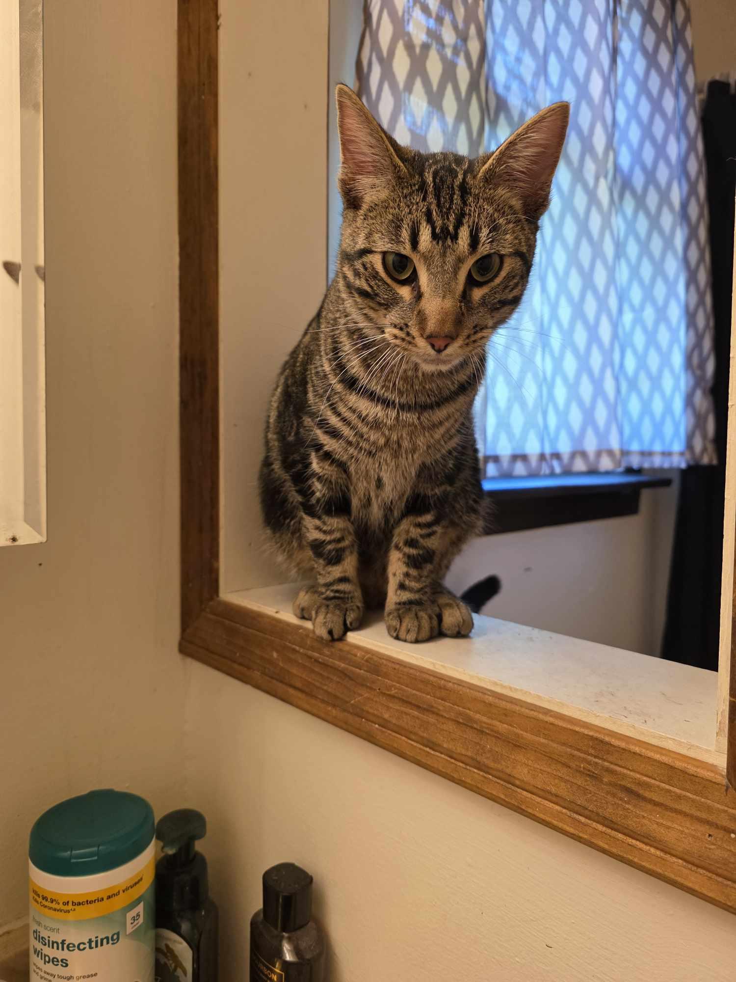 Enlarge Denali, a Adopted Domestic Short Hair in hinckley, IL image 2/3