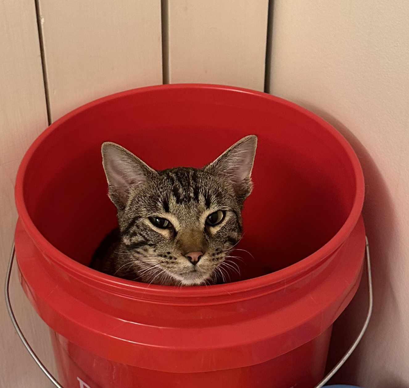 Enlarge Denali, a Adopted Domestic Short Hair in hinckley, IL image 3/3