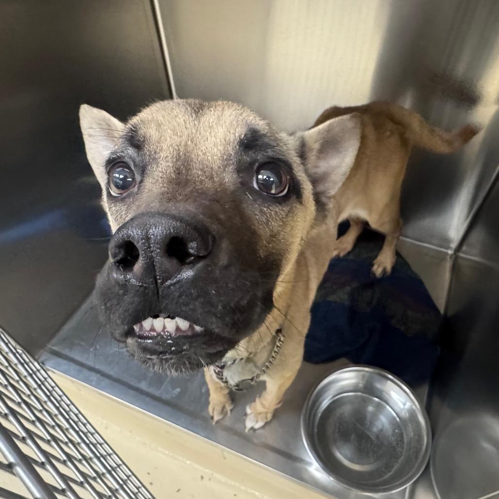 Linnie, Adoptable, Adult Female Mixed Breed.