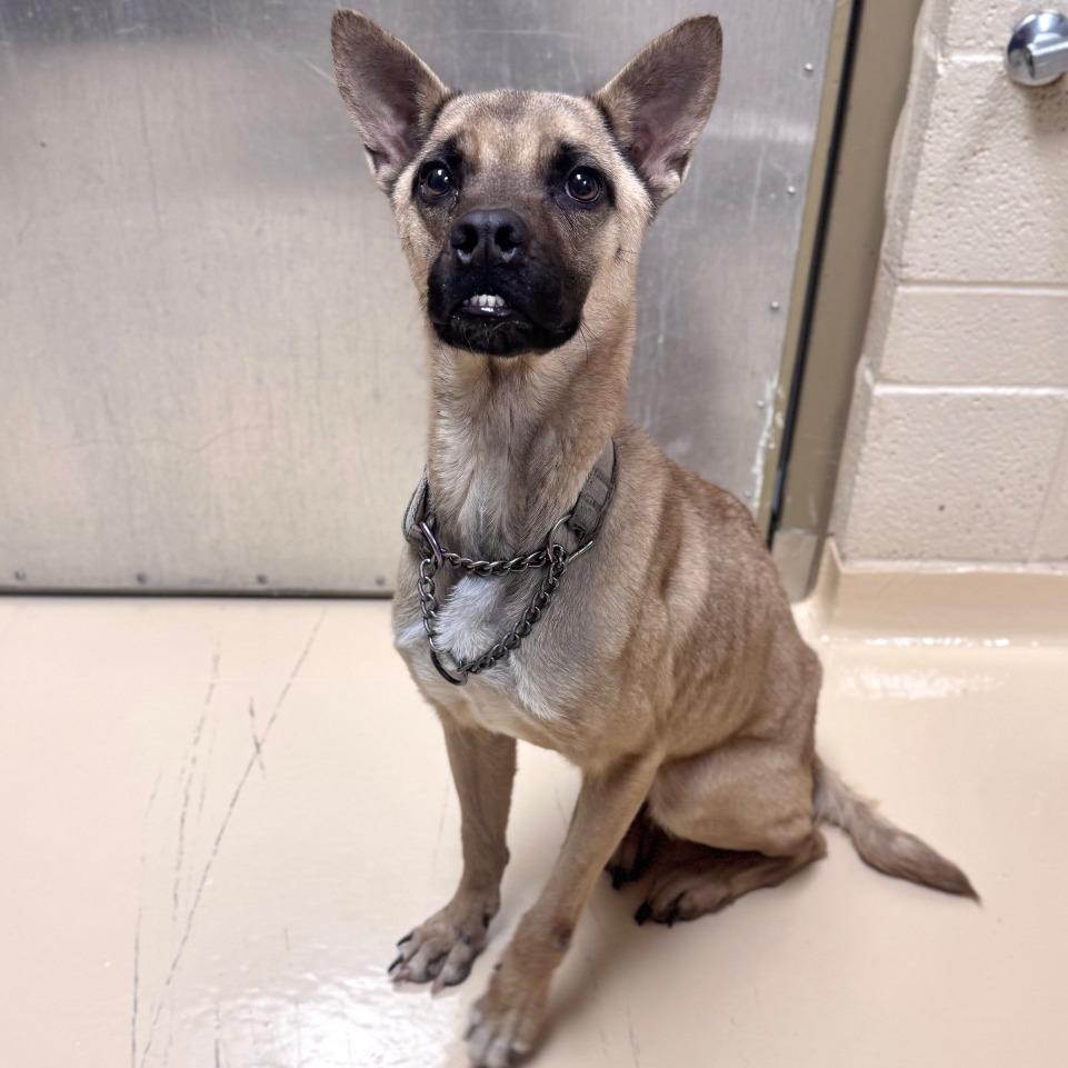 Linnie, a Adoptable Mixed Breed in Winston-Salem, NC image 2/2