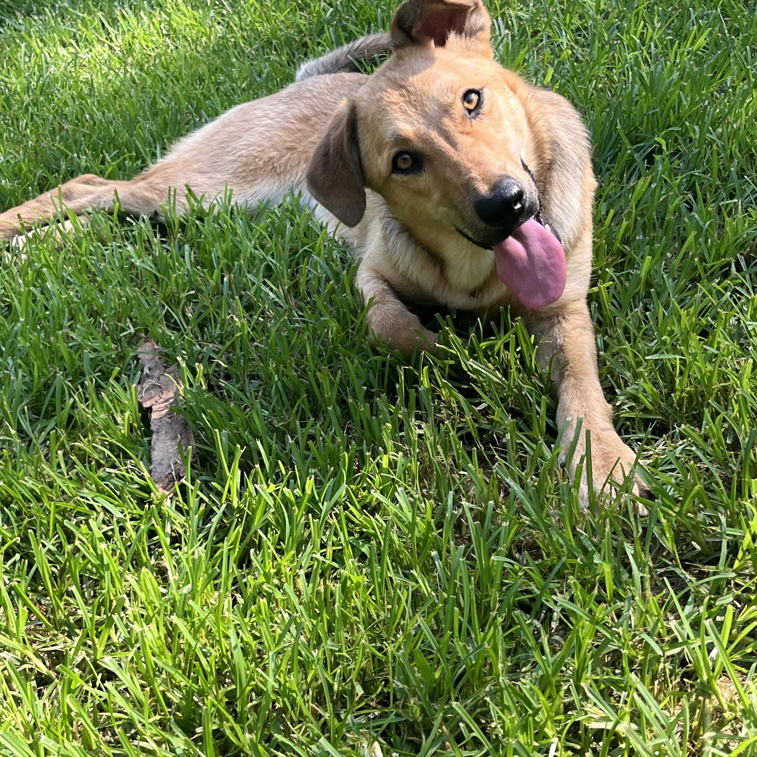 Baby, a Adoptable mixed breed in Rock Hill, SC image 1/6
