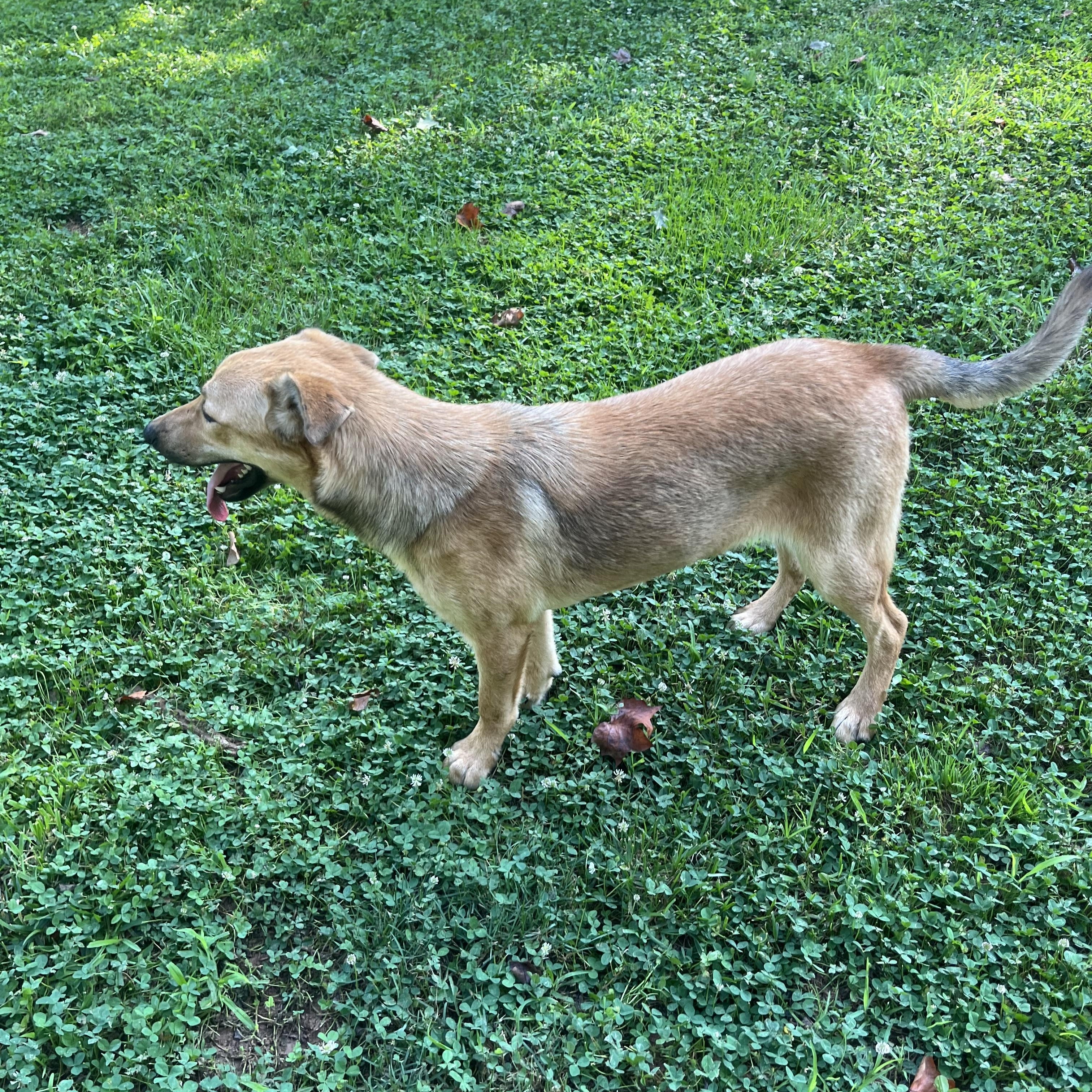 Baby, a Adoptable mixed breed in Rock Hill, SC image 4/6