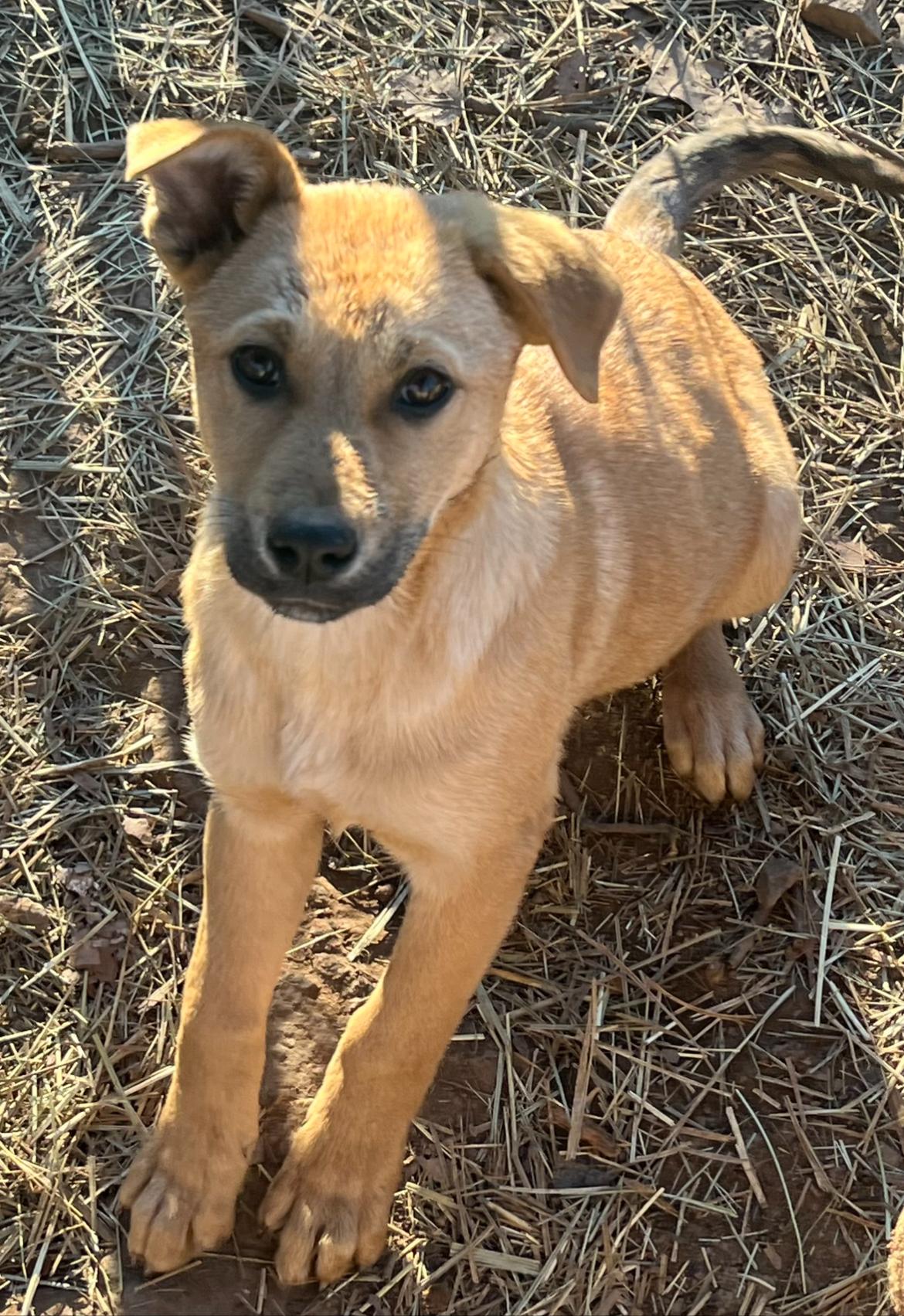 Baby, a Adoptable mixed breed in Rock Hill, SC image 6/6