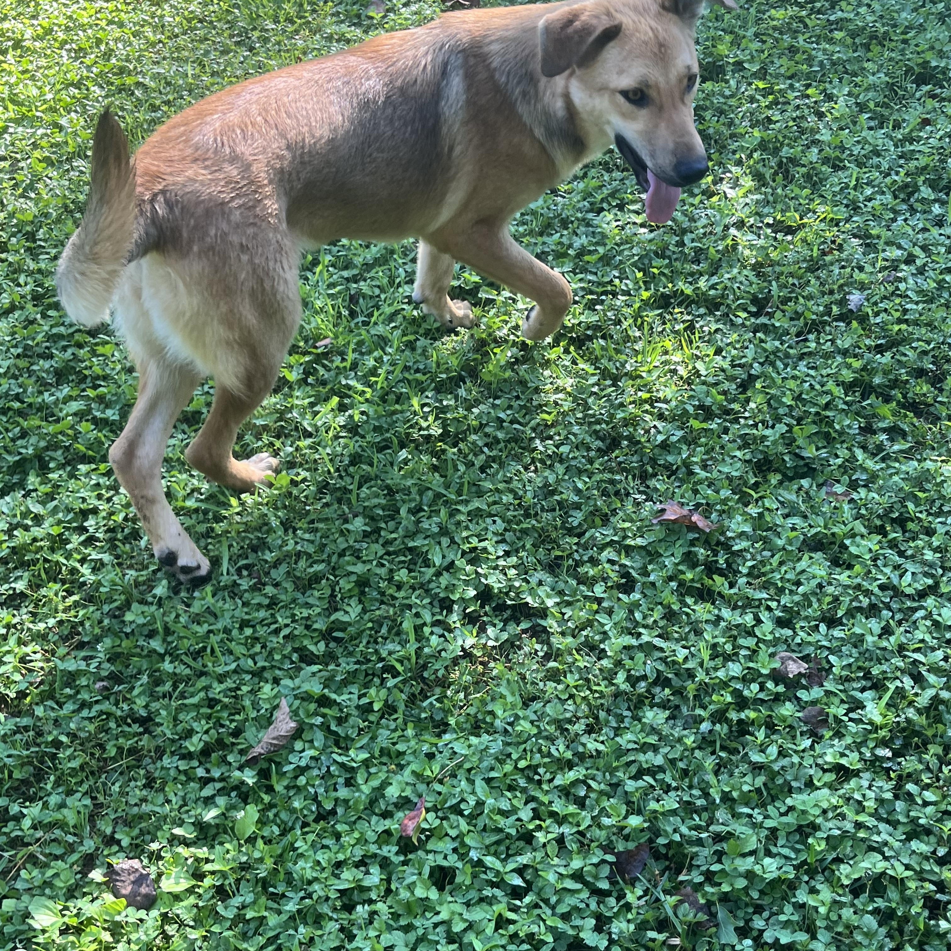 Baby, a Adoptable mixed breed in Rock Hill, SC image 3/6