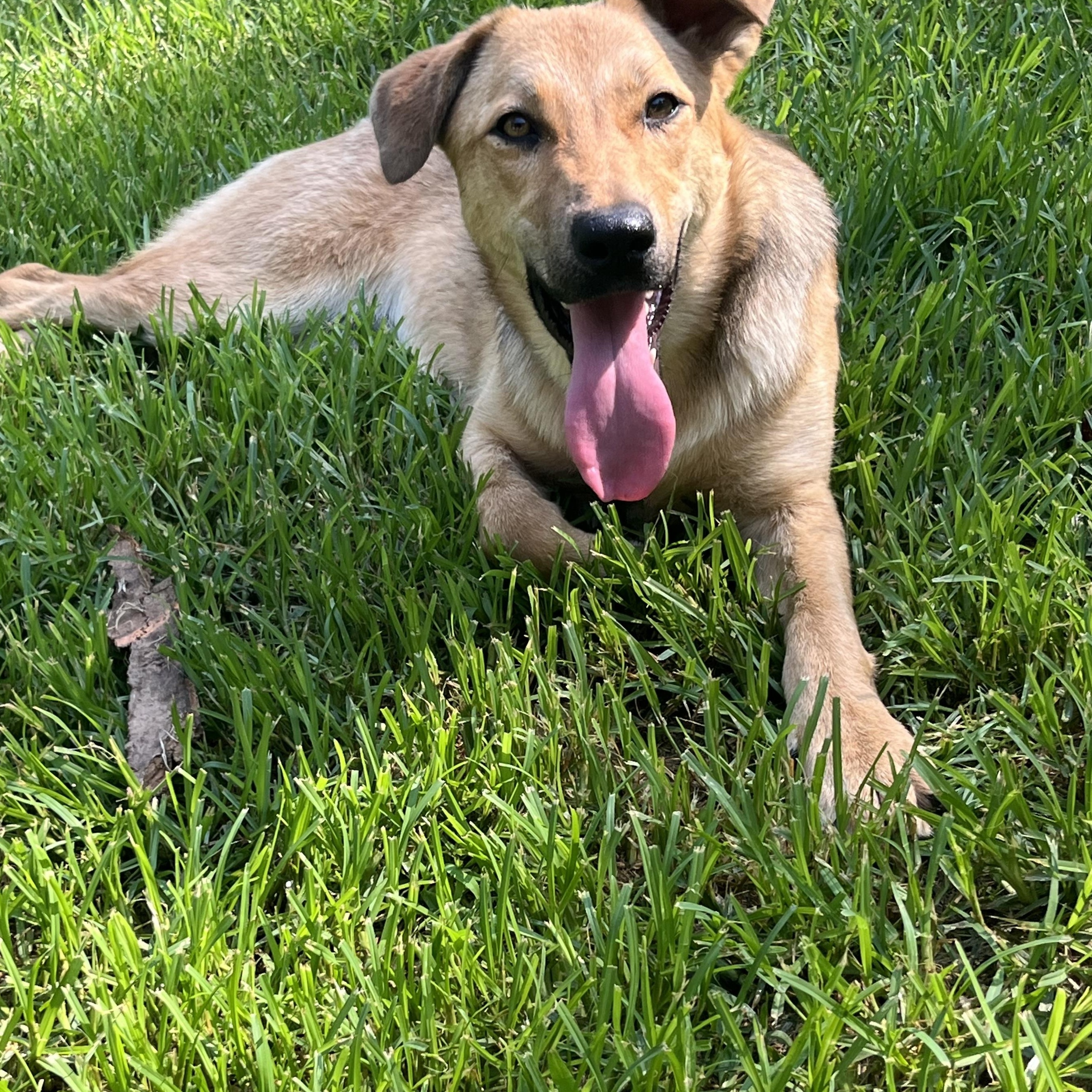 Baby, a Adoptable mixed breed in Rock Hill, SC image 2/6
