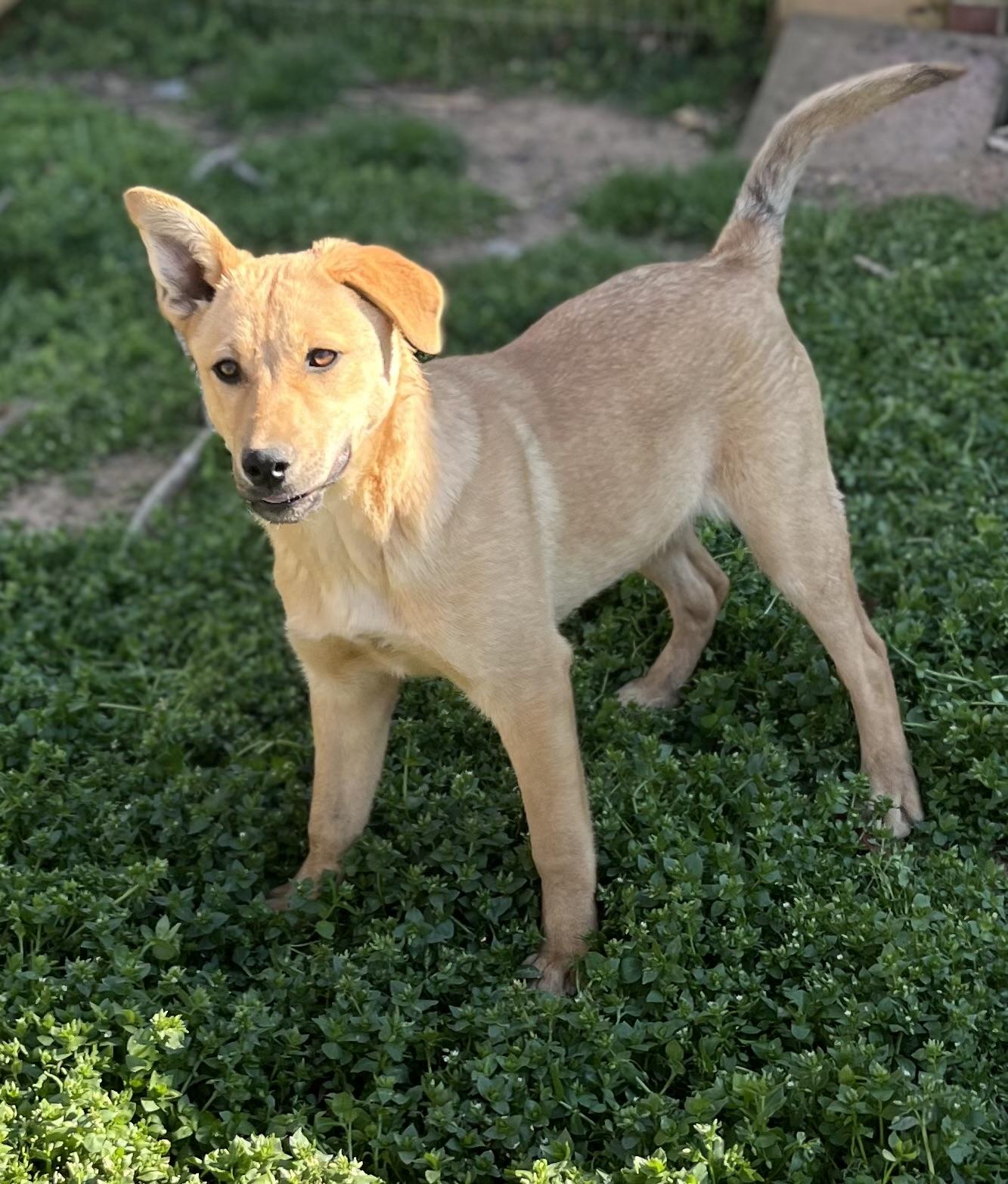 Baby, a Adoptable mixed breed in Rock Hill, SC image 5/6