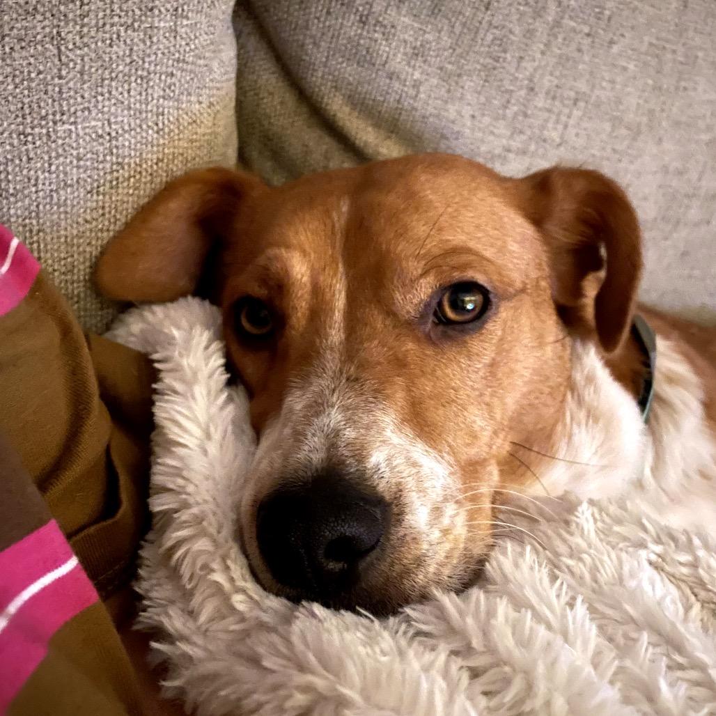 Enlarge Louise **ADOPTION PENDING**, a Adoptable mixed breed in Alexandria, VA image 1/6