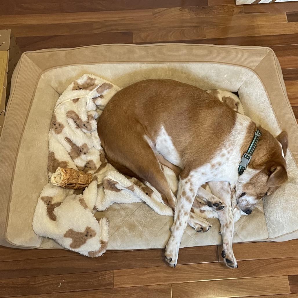 Enlarge Louise **ADOPTION PENDING**, a Adoptable mixed breed in Alexandria, VA image 3/6