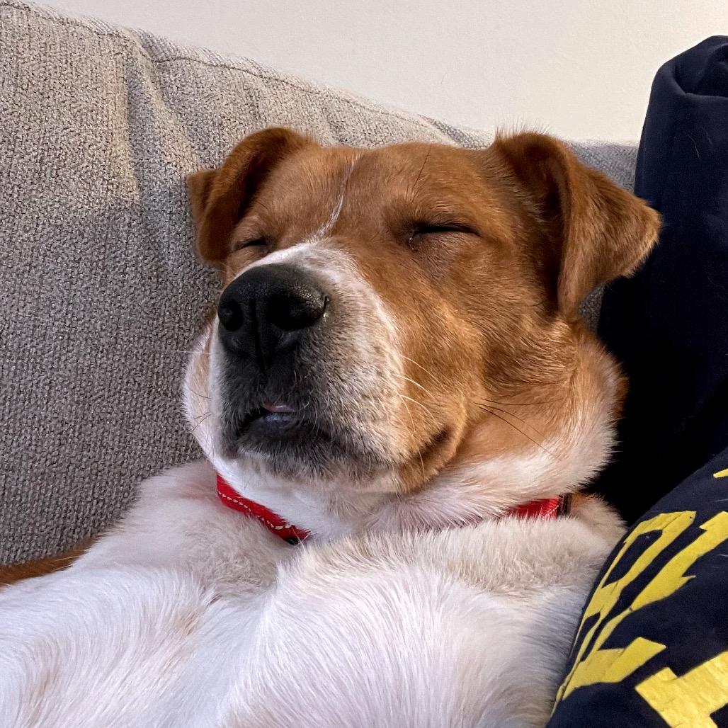 Enlarge Louise **ADOPTION PENDING**, a Adoptable mixed breed in Alexandria, VA image 4/6