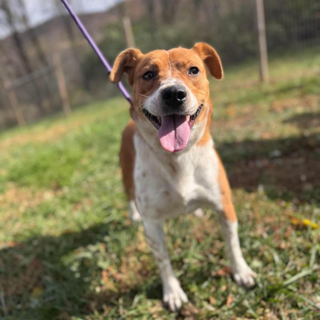 Louise *Adoption Pending*, Adoptable, Young Female Cattle Dog & Mixed Breed.