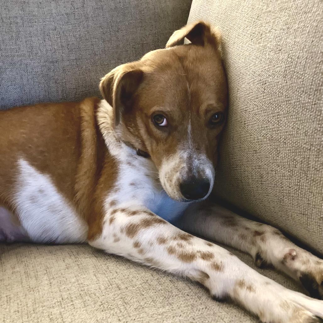 Louise, Adoptable, Young Female Cattle Dog & Mixed Breed.