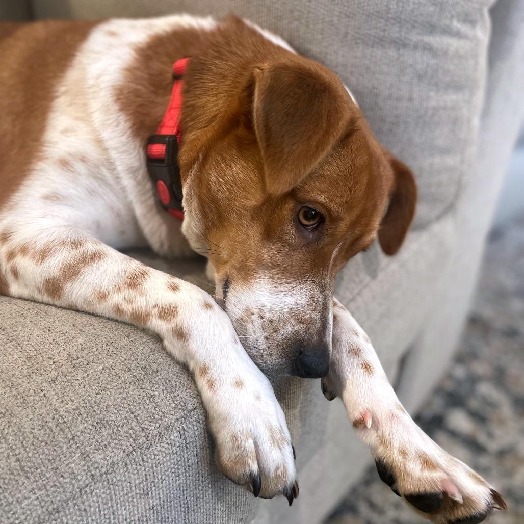 Enlarge Louise **ADOPTION PENDING**, a Adoptable mixed breed in Alexandria, VA image 6/6