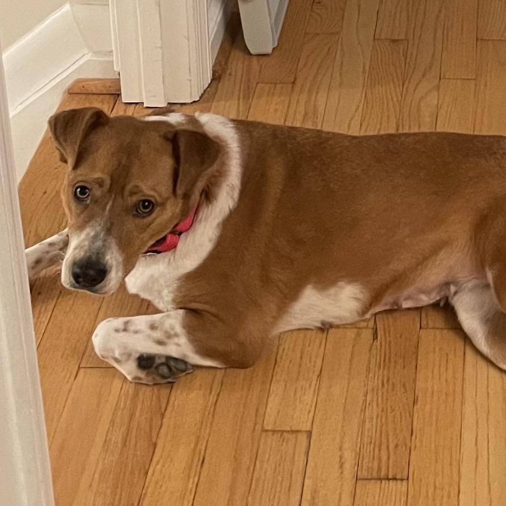 Louise, a Adoptable mixed breed in Alexandria, VA image 2/6