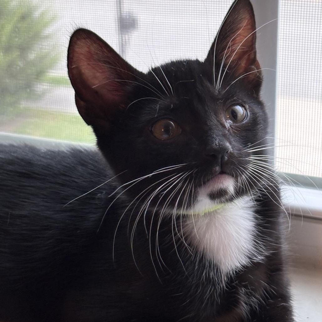 Arthur, a Adoptable Domestic Short Hair in Bedminster, NJ image 3/6