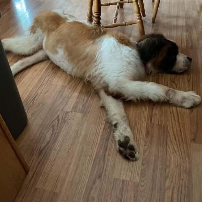 Enlarge Saint B, an adopted Saint Bernard in Racine, WI image 3/4