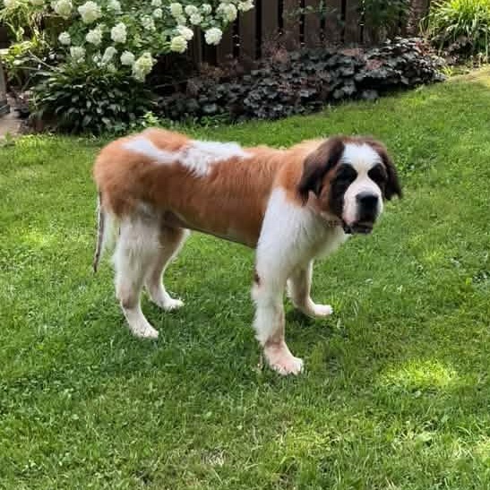 Enlarge Saint B, an adopted Saint Bernard in Racine, WI image 4/4