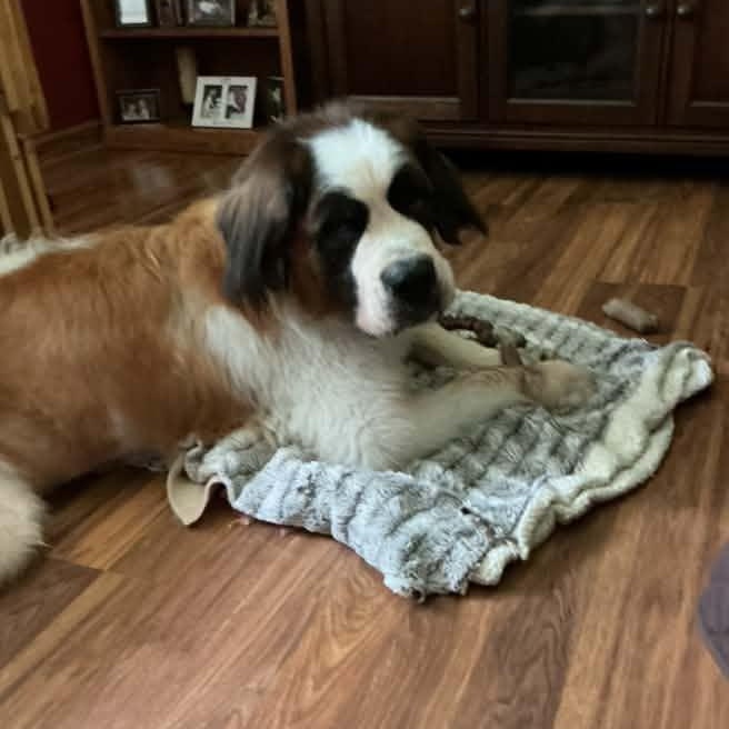 Enlarge Saint B, an adopted Saint Bernard in Racine, WI image 2/4