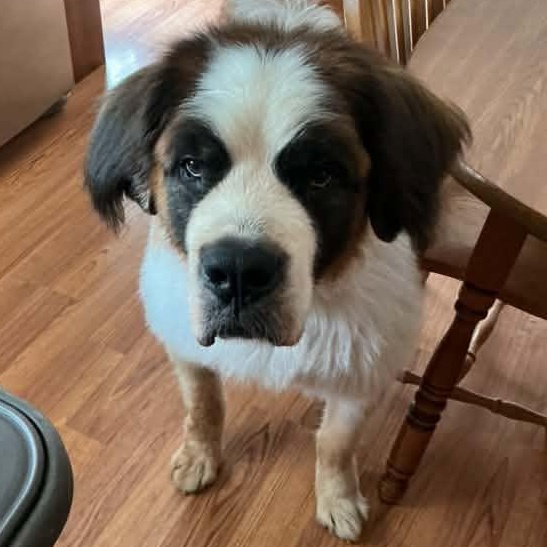 Saint B, adopted, Adult Male Saint Bernard.